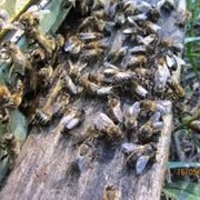 Инвентарь пчеловодческий фотография
