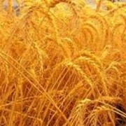 Пшеница яровая Триз фото