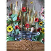 Фермерская пшеница для проращивания и употребления (100% натуральная) фото