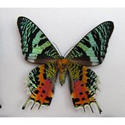 Бабочки фото