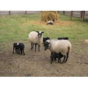 Шкуры овец романовской породы