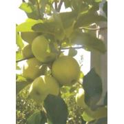 Яблоки Голден фотография