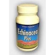Эхинацея Плюс Echinacea Plus фото