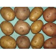Семенной картофель фото
