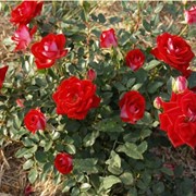 Розы бордюрные миниатюрная Карибия