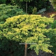 Можжевельник Juniperus procumbens Kishiogima фотография