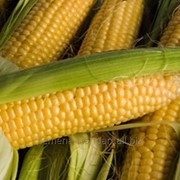 Семена кукурузы Солонянский фото