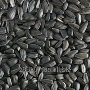 Насіння соняшника на експорт від виробника / Sunflower seeds for export фотография