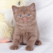 Шоколад и циннамон - британские котята фотография