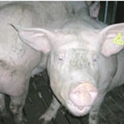 Ситемы для кормления свиноматок.И-ТЕК Украина фотография