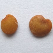 Баклажаны, семена сорт - Алмаз фото