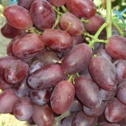 Саженцы винограда Андрюша фото