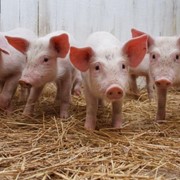 Полнорационный комбикорм для выращивания свиней на фермерских хозяйствах Предстартер свиной Поросята от 8 до 20 кг (гранула) фото