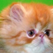 Котята персидские рыжие фото