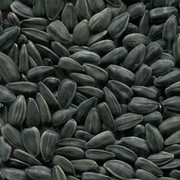 Семена подсолнечника кондитерского назначения - “Вкусняшка“ - калибром 3,8+, Луганская обл. фото