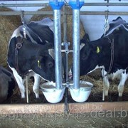 Автоматическая линия кормления коров фотография