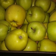 Яблоки сортовые Голден (Польша) фотография