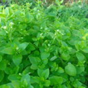 Звездчатка средняя (мокрица), трава фото