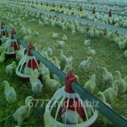 Цыплята суточные в Молдове фото