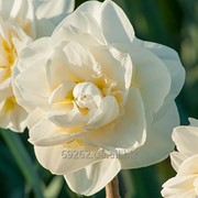 Narcissus Jack Goldsmith Нарцисс Джек Голдшмит 14-16 фото