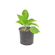 Цветущие растения фото