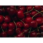 Черешня фото