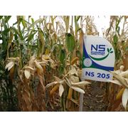 семена кукуруза производство NS SEME Сербия фото
