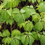 Виноград девичий(Parthenocissus inserta)