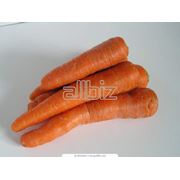 Семена моркови фасованные