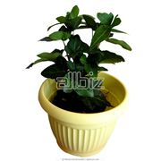 Цветы комнатные фото