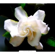 Сеженец цветов фото