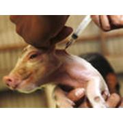 Вакцины применяемые животным разных видов фотография