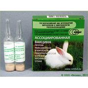 Вакцину против миксоматоза и вирусной геморрагической болезни кроликов