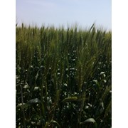 Семена озимой пшеницы Лесная песня фото