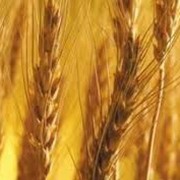 Пшеница купим Полтава
