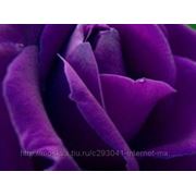 Пигмент жидкий “Фиолетовый“ (100 мл) фото