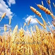 Семена канадской посевной пшеницы Леннокс 1 репродукции урожая 2016 года