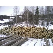 Лес кругляк фото