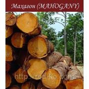 Махагон (Махагони, MAHOGANY). Круглый лес (Бревна).CIF порт Новороссийск или Санкт-Петербург. фото