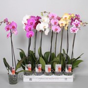 Орхидея Фаленопсис микс 5 цветов -- Phalaenopsis mixed 5 Clr. фотография