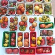 Семена томатов, семена для овощеводства