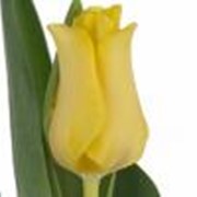 Тюльпан Yellow Crown фотография