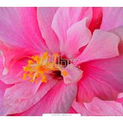 Подарки и сувениры. Цветы флористика. Цветы срезанные. Цветы экзотические. фото