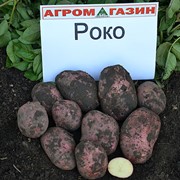 Картофель среднеранний Рокко