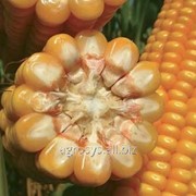 Семена кукурузы Фантастик (Fantastic) фотография