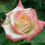 Роза чайно-гибридная IMPERATRICE FARAH фото