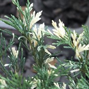 Можжевельник казацкий "Вариегата" Juniperus sabina "Variegata"