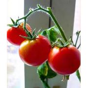 Помидоры томаты свежие фото