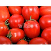 Помидоры томаты свежие фотография