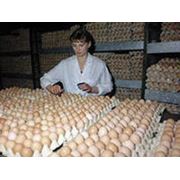 Яйца бройлера инкубационные фотография